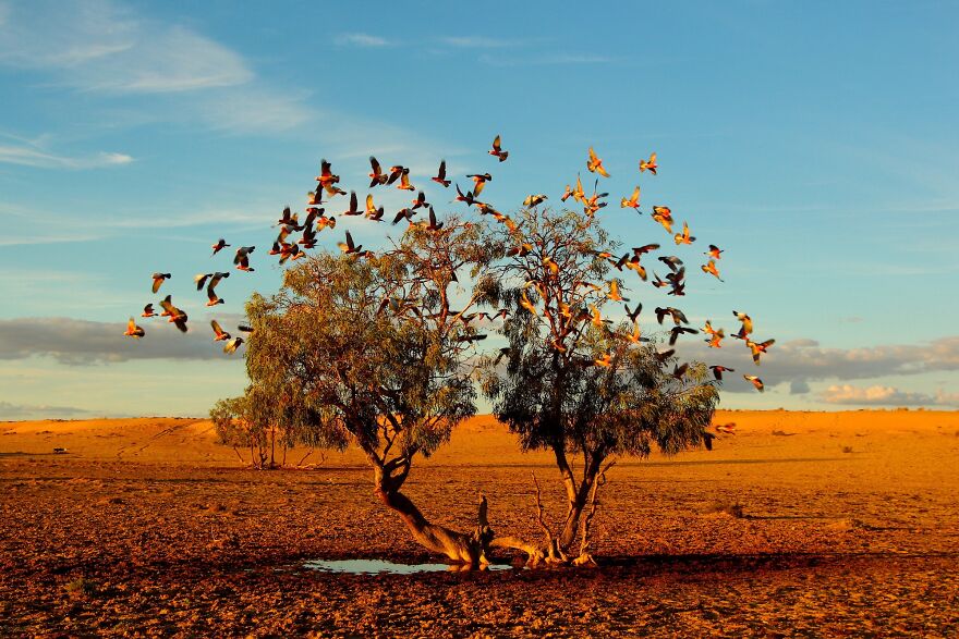 This Artist Captures Birds In Their Natural Habitat In His Photo Book "Birds Poetry In The Sky"