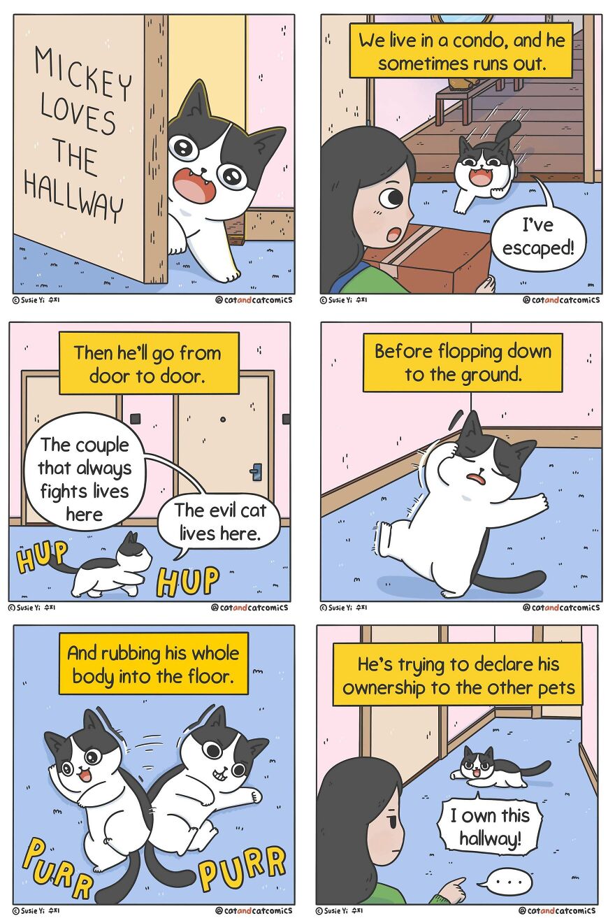 Artist Illustrates Hilarious Comics About The Lives Of Cats