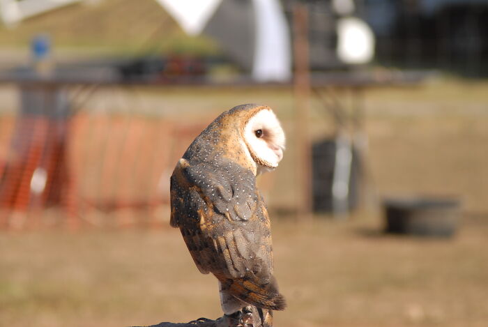 Barn Owl