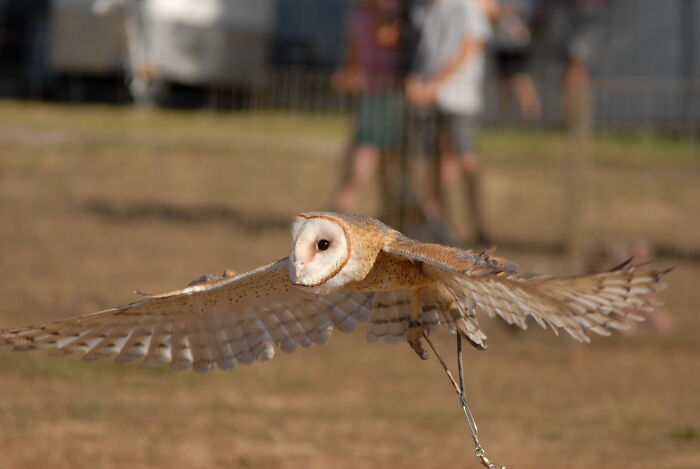 Barn Owl