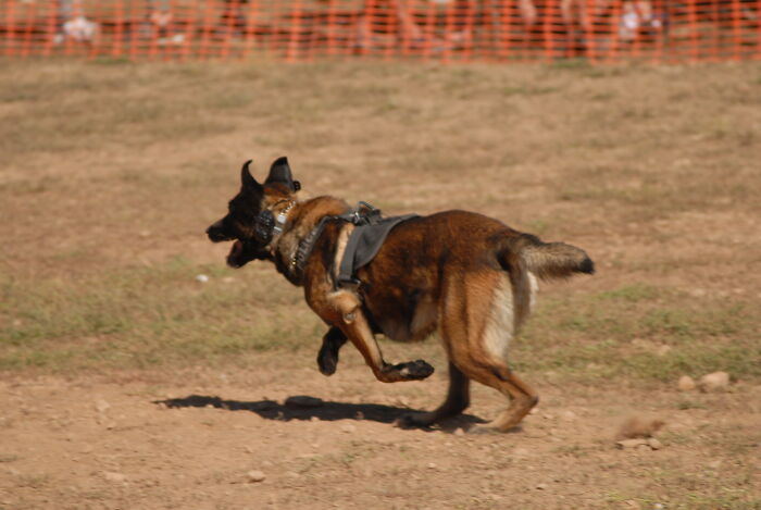 Police Dog