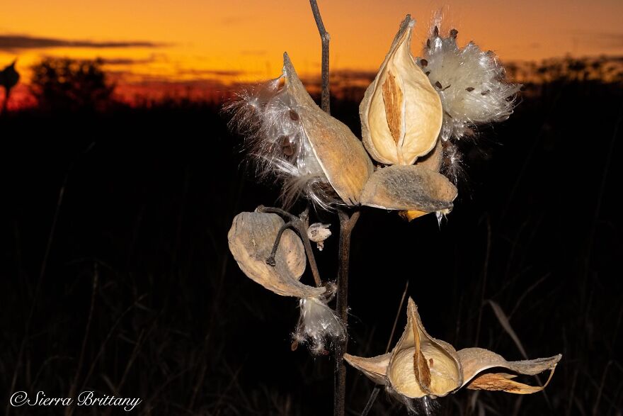 Nature Photography