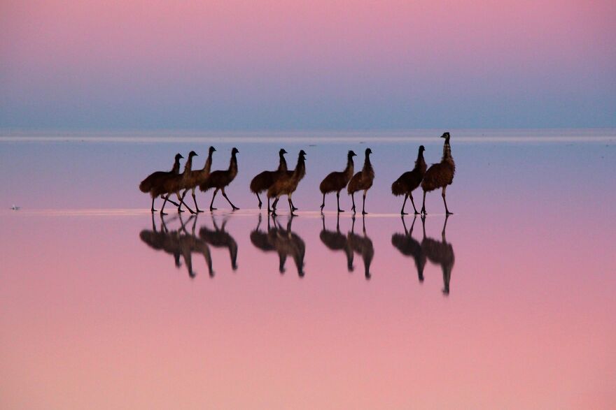 This Artist Captures Birds In Their Natural Habitat In His Photo Book "Birds Poetry In The Sky"