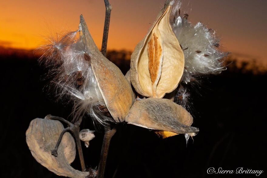 Nature Photography