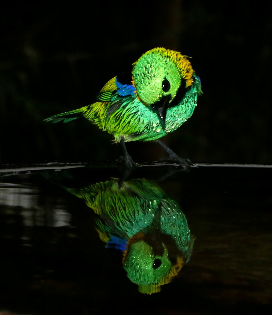 This Artist Captures Birds In Their Natural Habitat In His Photo Book "Birds Poetry In The Sky"