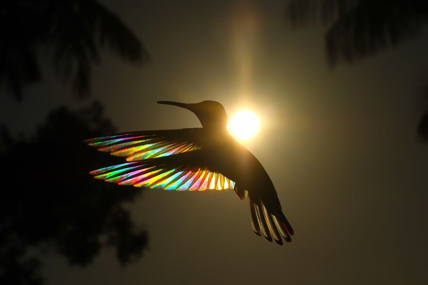 This Artist Captures Birds In Their Natural Habitat In His Photo Book "Birds Poetry In The Sky"