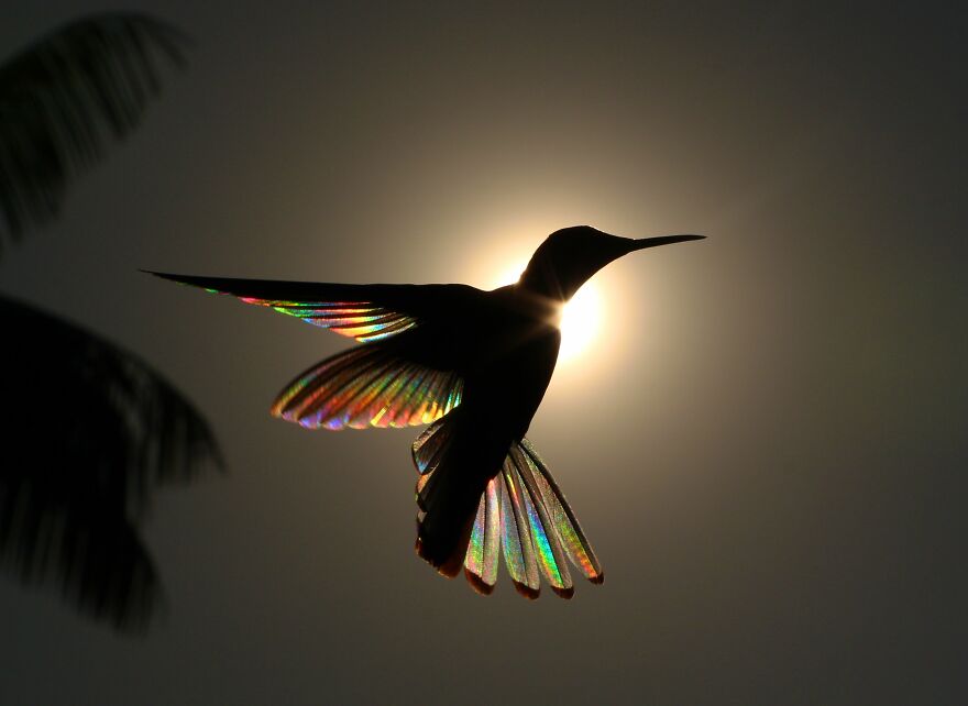 This Artist Captures Birds In Their Natural Habitat In His Photo Book "Birds Poetry In The Sky"