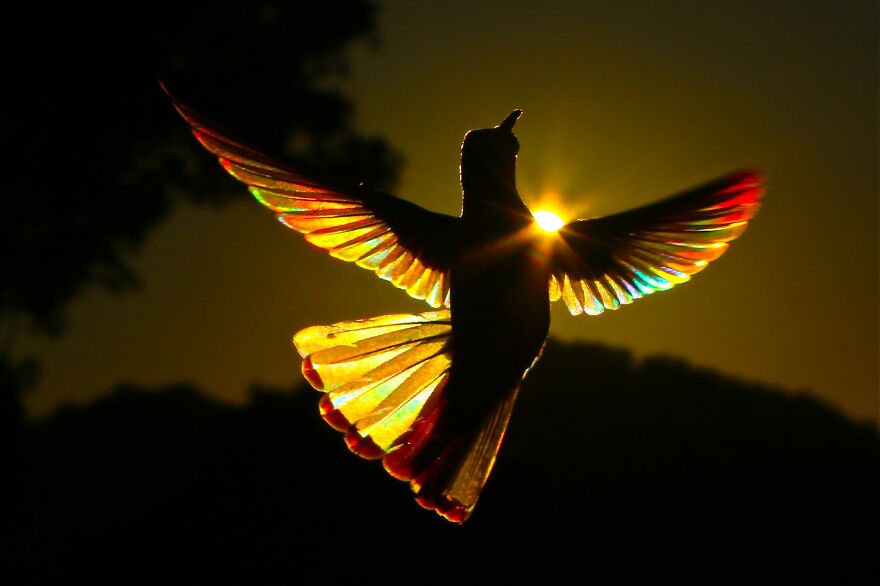 This Artist Captures Birds In Their Natural Habitat In His Photo Book "Birds Poetry In The Sky"