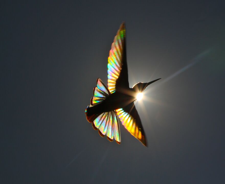 This Artist Captures Birds In Their Natural Habitat In His Photo Book "Birds Poetry In The Sky"