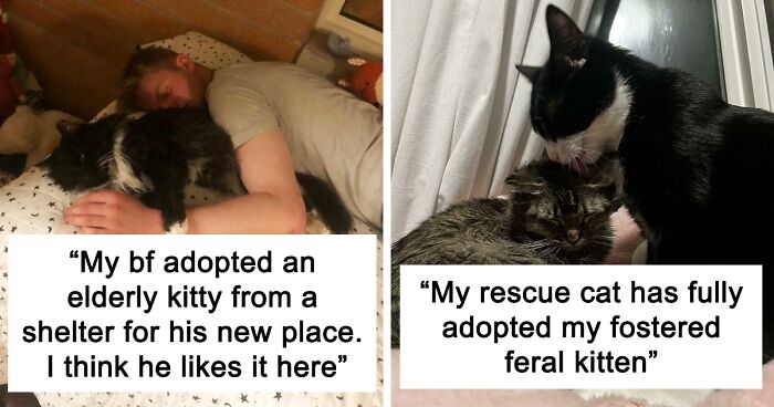 96 Of The Most Heartwarming Pics Of Happy Adopted Pets (March Edition)