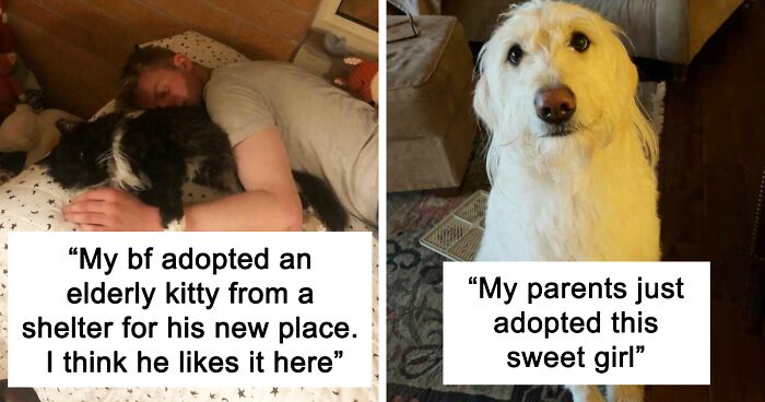 96 Heartwarming Moments Of Shelter Pets Finding Their Fur-Ever Homes (March Edition)