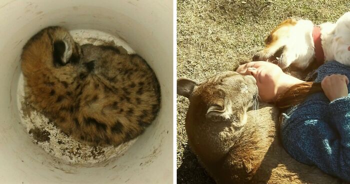 This Blind Puma Got A Second Chance At Life After Being Rescued By A Worker From The Pumakawa Animal Reserve