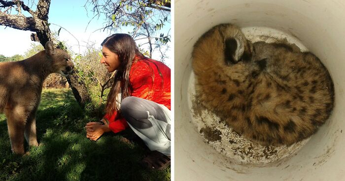 This Blind Puma In Argentina Got A Second Chance At Life After Being Rescued By This Woman