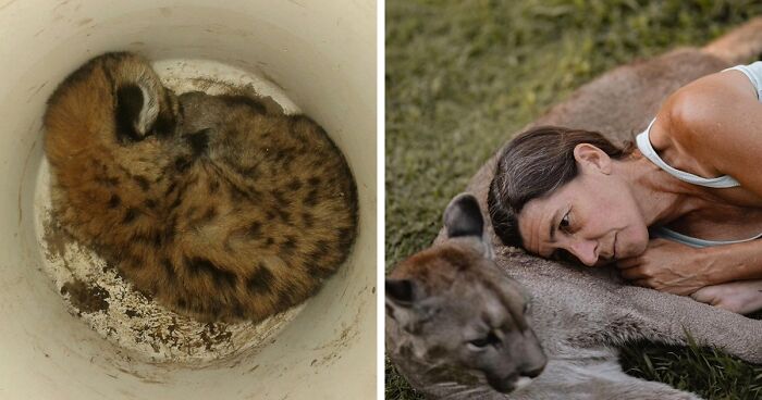 Blind Puma Named Estanislao Finds Comfort And Companionship At Pumakawa Animal Reserve Thanks To His Caretaker Kai