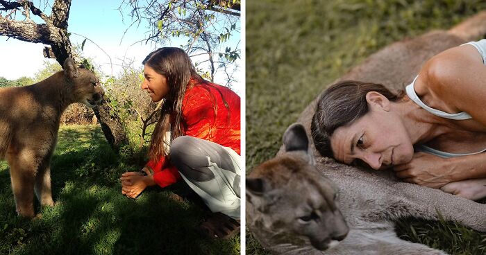 Blind Puma Finds Forever Home With Loving Caretaker At Animal Reserve In Argentina