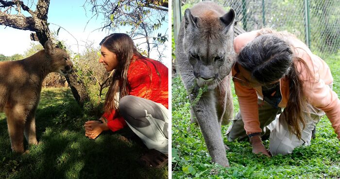 Heartwarming Story Of Blind Puma Rescued By Woman At Pumakawa Reserve