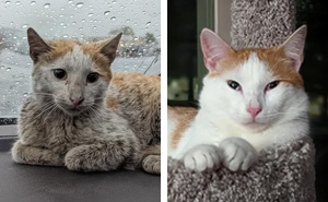 20 Dueños comparten la transformación de sus gatos después de ser adoptados