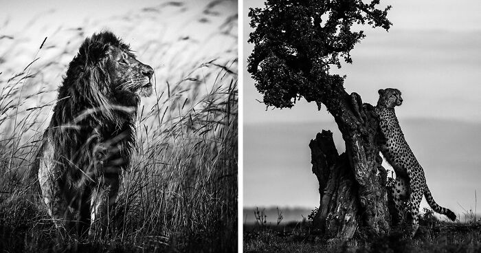 Black And White Photography Of Africa’s Animals By Laurent Baheux (20 Pics)