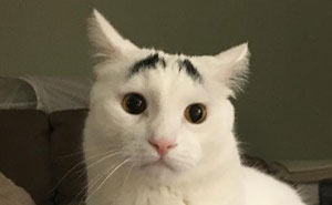 These 88 Cats With Unique Markings Might Be The Coolest Thing Ever