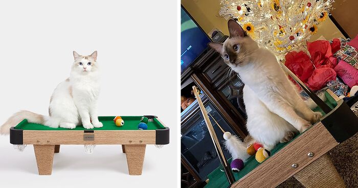 Interactive Mini Billiards For Cats: Perfect To Keep Your Pet Occupied