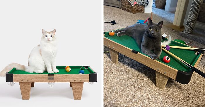 Unusual Cat Toy: This Company Created A Mini Pool Table For Feline Friends To Play With