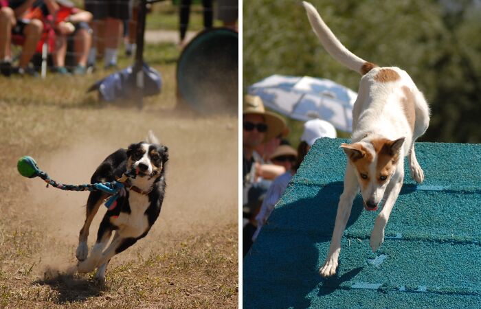 Soldier Hollow Classic Sheepdog Competition (22 Pics)