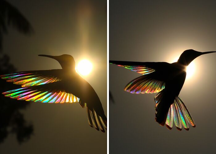 This Artist Captures Birds In Their Natural Habitat In His Photo Book “Birds Poetry In The Sky”