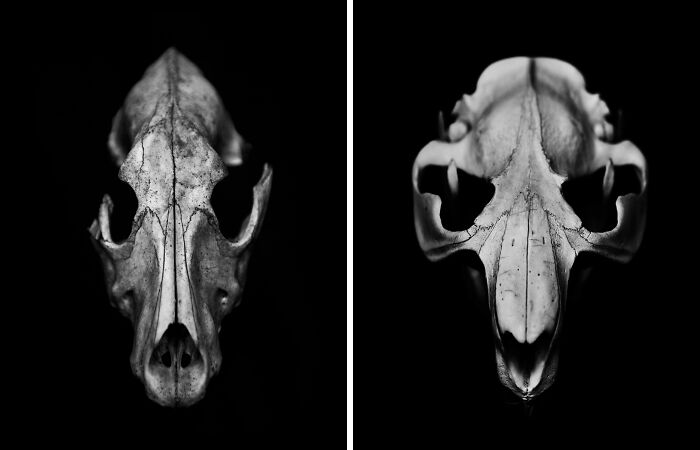 I Photographed Animal Skulls (8 Pics)