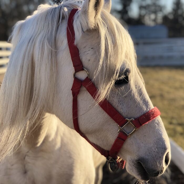 From Goofy To Glorious: 40 Of The Best Pictures I Took Of My Horses From Over The Years