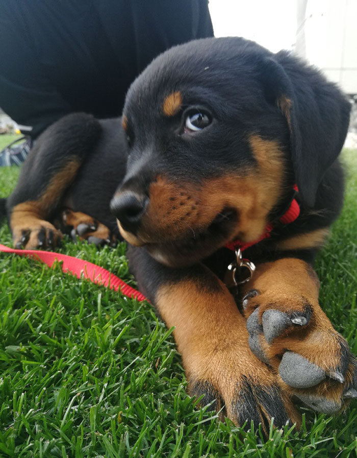 My Rottie Is The Posing Queen