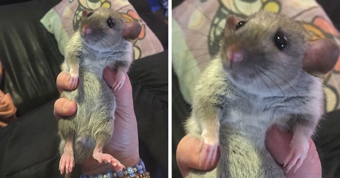 102 Times Animals Had Eyes Straight Out Of Disney And Just Had To Be Shared Online