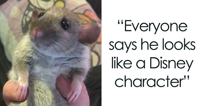 102 Times People Caught Adorable Animals Flashing Their “Disney Eyes” And Just Had To Take A Picture