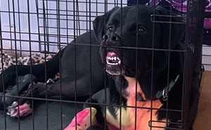 This Online Group Exists To Celebrate The Derpiest Dogs Ever Caught On Camera (50 New Pics)