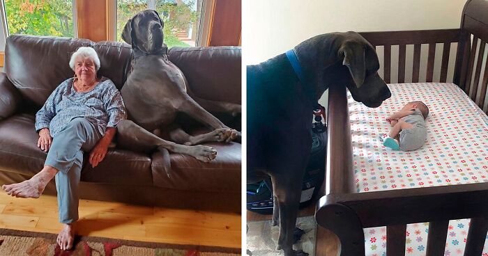 130 Great Danes Who Have No Clue How Big They Are (New Pics)