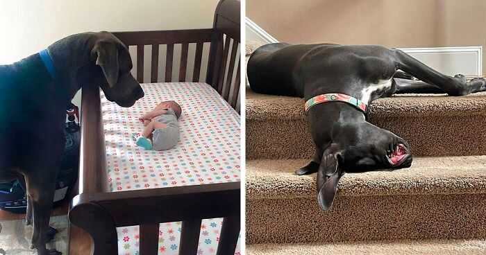 130 Funny Pics Of Great Danes With No Regard For Their Size (New Pics)