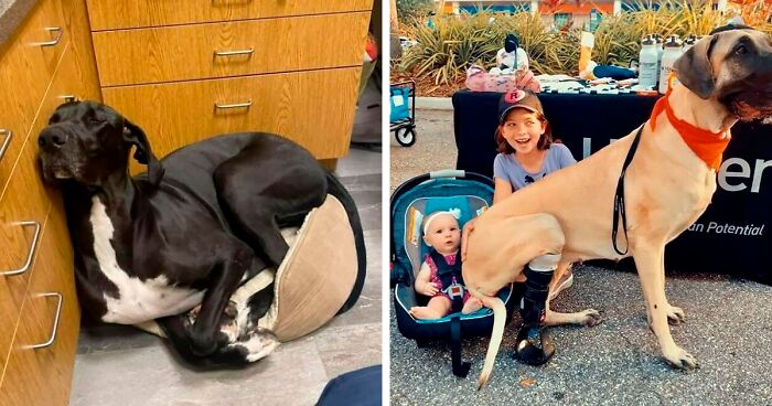 130 Great Danes Who Don’t Understand How BIG They Are (New Pics)