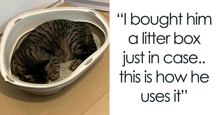 People Are Sharing Photos Of Their Best ‘My House, Not My Cat’ Encounters, And Here Are 97 Of The Newest Pics