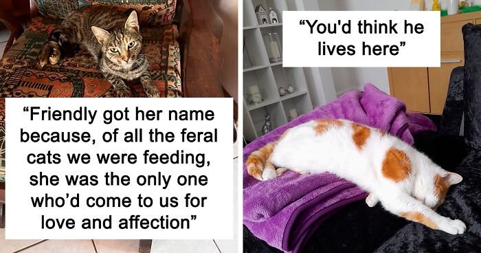 People Are Sharing Photos Of Their Best ‘My House, Not My Cat’ Encounters (97 New Pics)