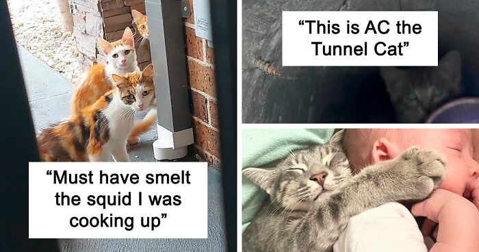 'My House, Not My Cat': 97 Times Random Cats Unexpectedly Showed Up In People's Homes (New Pics)