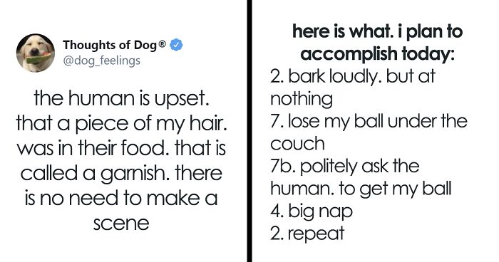 70 Funny And Wholesome “Thoughts Of A Dog” To Make Your Day (New Pics)