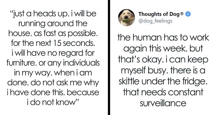 This Twitter Page Imagines What Dogs Are Thinking, And These 70 Thoughts Look Spot On (New Pics)