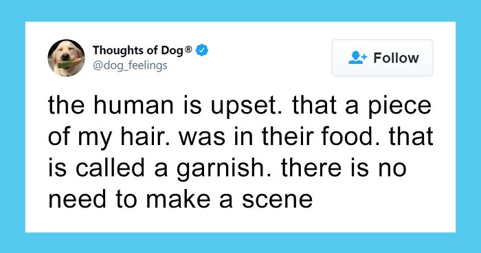 70 Of The Funniest Dog Thoughts That Dog Owners Will Probably Understand Too Well (New Pics)