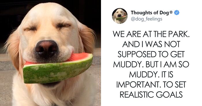 70 Funny And Sweet Dog Thoughts That Dog Owners Will Probably Understand Too Well (New Pics)