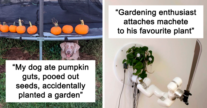 106 People Proudly Share Their Beautiful Gardens And Plants Online (New Pics)