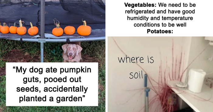 Gardening Enthusiasts Showcase Their Proudest Moments In This Online Group, Here Are 106 Of The Best (New Pics)