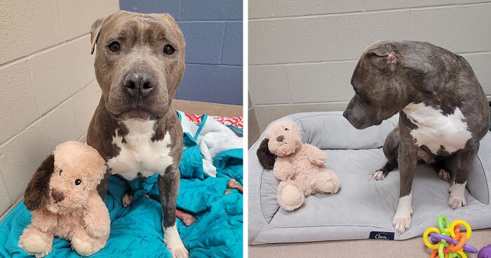 This One-Eared Pitbull And His Favorite Plush Toy Are Missing The Same Ear, Their Story Went Viral Across The Internet