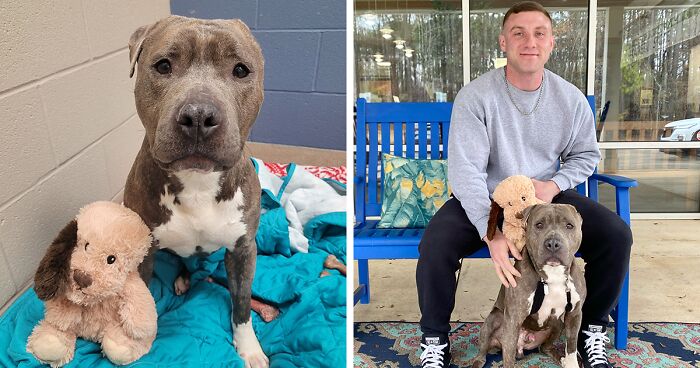 Meet Bruno, A One-Eared Pitbull Who Went Viral After His Caretakers Discovered He Had Pulled Out The Same Ear From His Plush Toy