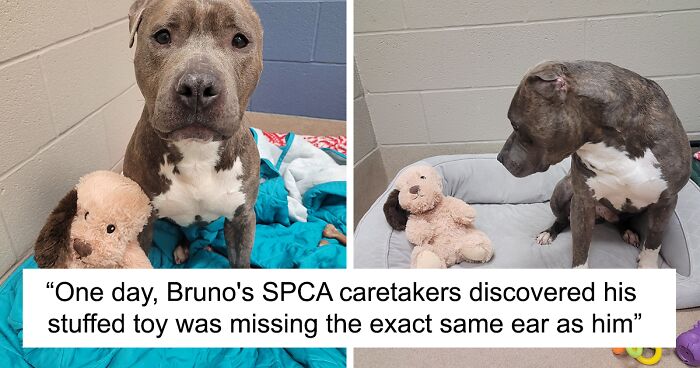 Meet Bruno, A One-Eared Pitbull Who Went Viral After His Caretakers Discovered He Had Pulled Out The Same Ear From His Plush Toy