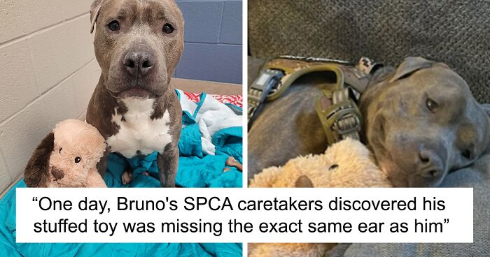 Meet Bruno, A One-Eared Pitbull Who Went Viral After His Caretakers Discovered He Had Pulled Out The Same Ear From His Plush Toy