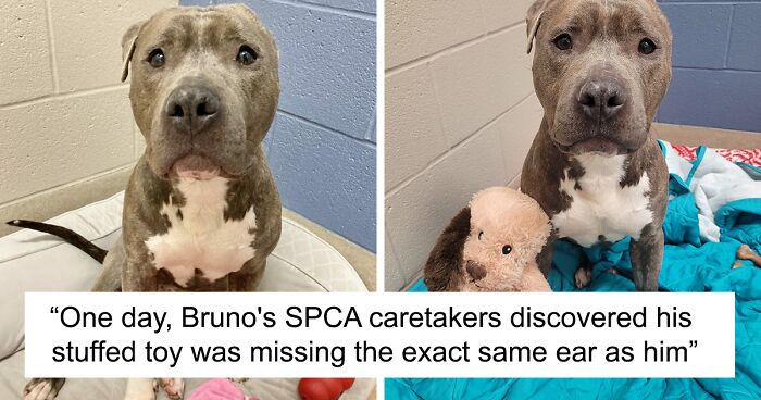 Meet Bruno, A One-Eared Pitbull Who Went Viral After His Caretakers Discovered He Had Pulled Out The Same Ear From His Plush Toy